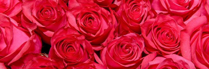 Background of beautiful flowers. rosebud. Сlose up. Panorama.