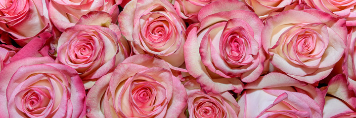 Background of beautiful flowers. rosebud. Сlose up. Panorama.