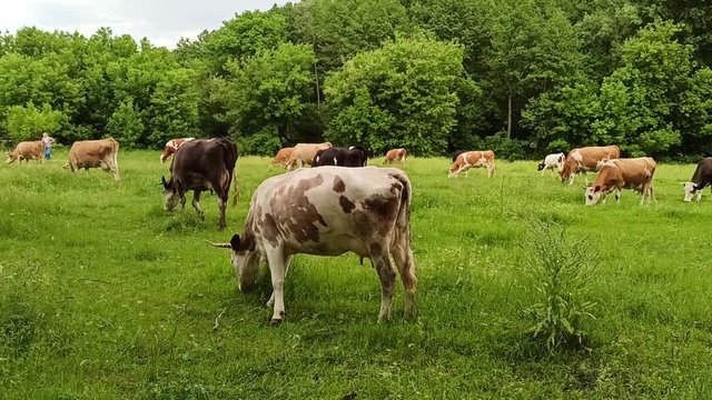 Cows graze on green farm pasture in summer. Cows on pasture in field. Domestic animals graze on meadow. Cows on farm pasture in summer field