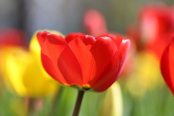 Macro photo of a red tulip flower lit by the sun