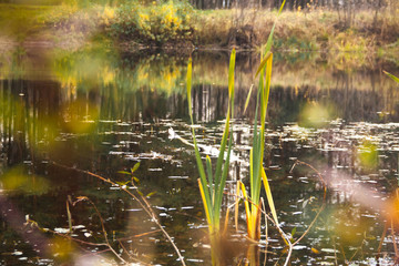 autumn lake