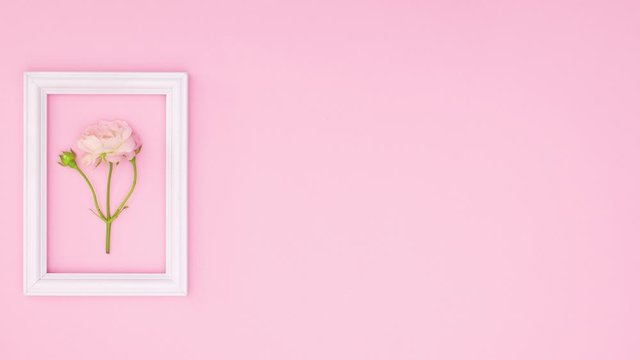 White frame appear on left side and romantic rose flower come inside on pink theme. Stop motion 