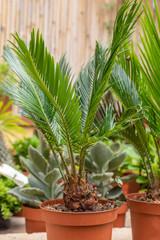 Young cycas palm