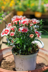 Red carnations in pot