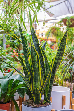 Big green leaves of sansevieria