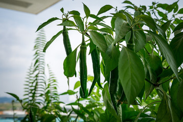 Green chili pepper plant on balcony garden in an apartment.