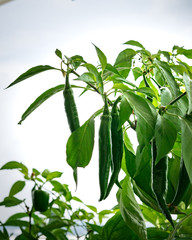 Green chili pepper plant on balcony garden in an apartment.