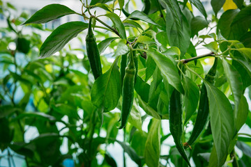 Green chili pepper plant on balcony garden in an apartment.