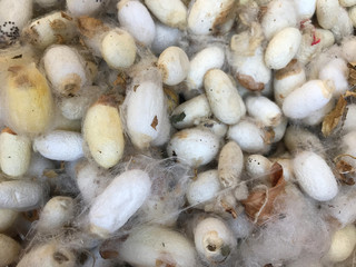 A group of silkworm cocoons. Natural background.