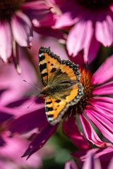 Bright butterfly perched on pink echinacea flower