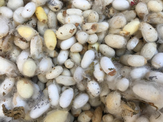 A group of silkworm cocoons. Natural background.