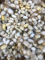 A group of silkworm cocoons. Natural background.