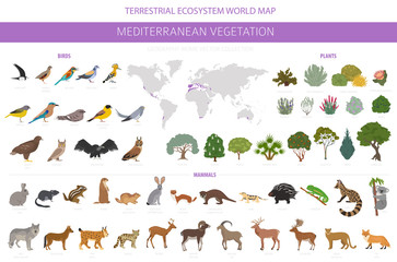 Mediterranean vegetation biome, natural region infographic. Terrestrial ecosystem world map. Animals, birds and vegetations design set © a7880ss