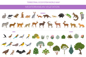 Mediterranean vegetation biome, natural region infographic. Terrestrial ecosystem world map. Animals, birds and vegetations design set