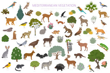 Mediterranean vegetation biome, natural region infographic. Terrestrial ecosystem world map. Animals, birds and vegetations design set © a7880ss