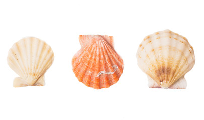 seashell close up isolated on white