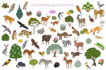 Mediterranean vegetation biome, natural region infographic. Terrestrial ecosystem world map. Animals, birds and vegetations isometric design set