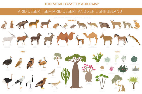 Desert biome, xeric shrubland natural region infographic. Terrestrial ecosystem world map. Animals, birds and vegetations design set