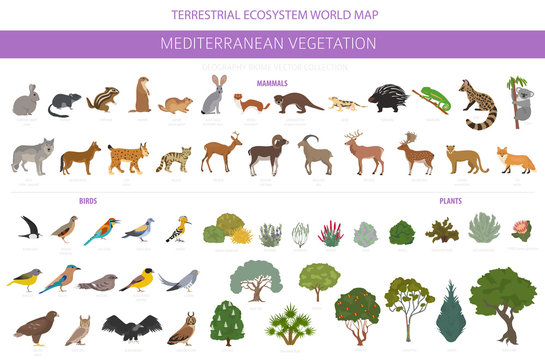 Mediterranean vegetation biome, natural region infographic. Terrestrial ecosystem world map. Animals, birds and vegetations design set