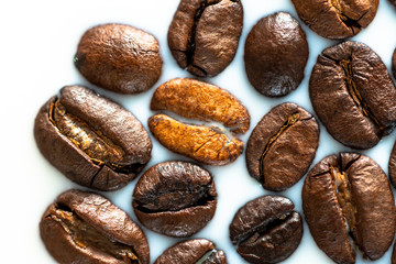 Roasted coffee beans on white milk background. Coffee beans in milk. Top view macro shot of arabica, robusta and iberica coffee seeds. 