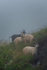 sheeps on a mountain pasture on a foggy day. Georgia