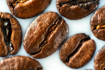 Roasted coffee beans on white milk background. Coffee beans in milk. Top view macro shot of arabica, robusta and iberica coffee seeds. 
