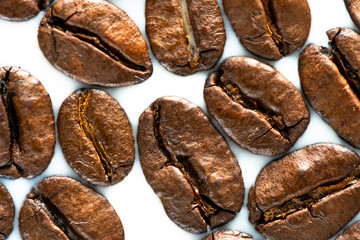 Roasted coffee beans on white milk background. Coffee beans in milk. Top view macro shot of arabica, robusta and iberica coffee seeds. 