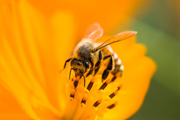 Close-up cosmos flowers with the bee in the outdoor garden.