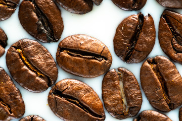 Roasted coffee beans on white milk background. Coffee beans in milk. Top view macro shot of arabica, robusta and iberica coffee seeds. 