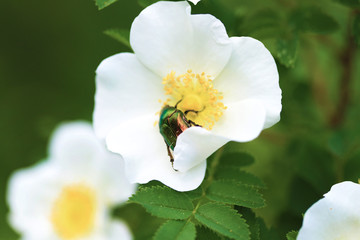 Macro photo of the Golden Bronzovka beetle sitting on a white rosehip flower