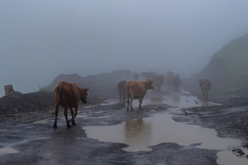 Cows on a mountain rural road on a foggy day, Georgia