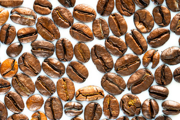 Roasted coffee beans on white milk background. Coffee beans in milk. Top view macro shot of arabica, robusta and iberica coffee seeds. 