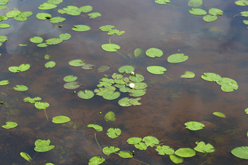 White water lilies and green leaves on the water surface.