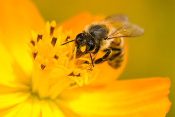 Close-up cosmos flowers with the bee, in the outdoor garden.