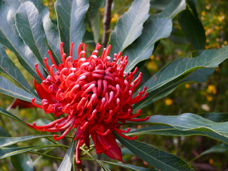 A waratah blossom at Blackheath in the Blue Mountains west of Sydney. The waratah is the floral...