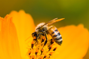 Close-up of cosmos flowers with the bee in the outdoor garden.