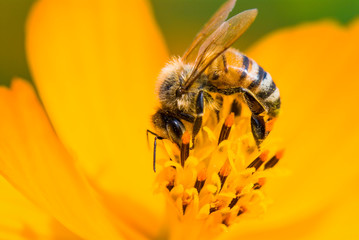 Close-up cosmos flowers with the bee in the outdoor garden.