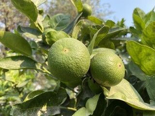 Fresh lime tree in nature garden