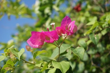 pink Bougainvillea flower in nature garden