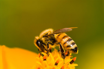 Close-up cosmos flowers with the bee in the outdoor garden.