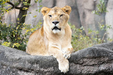 退屈しているメスのライオン