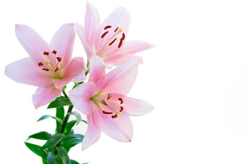 Fototapeta na wymiar Lilly fresh flowers