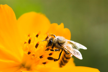 Close-up of cosmos flowers with the bee in the outdoor garden.