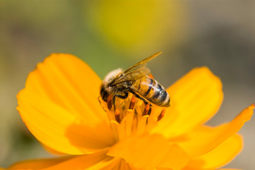 Close-up cosmos flowers with the bee, in the outdoor garden.