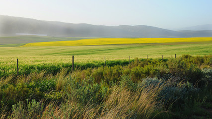 Flower Fields in the Late Afternoon