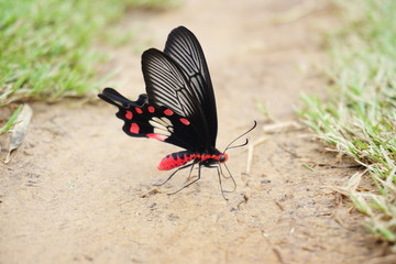 Close  up  butterfly  on  the  ground  with  copy  space.
