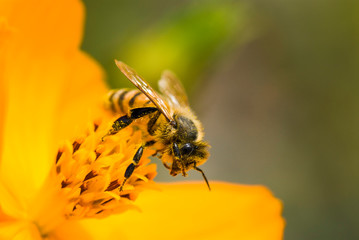 Close-up cosmos flowers with the bee in the outdoor garden.