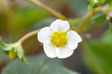 Obraz na płótnie Canvas Strawberry flower with white petals blooming.