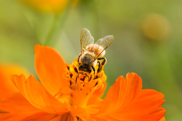 Focus on bee collecting nectar in the cosmos flowers