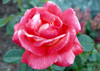 A pink rose enjoys some summer sun. Voodoo is a hybrid tea by Christensen, USA, 1984
